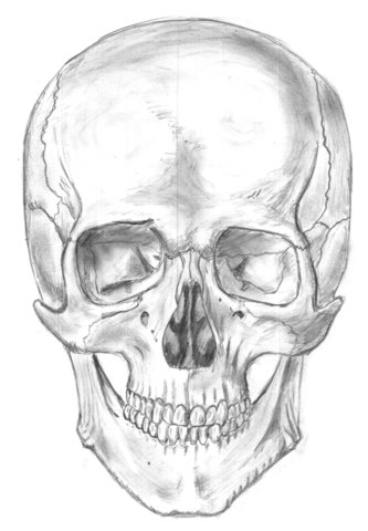 skull.jpg