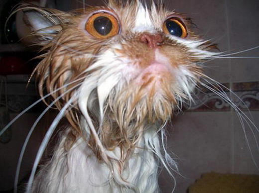 1204482018_wet_cat_001.jpg
