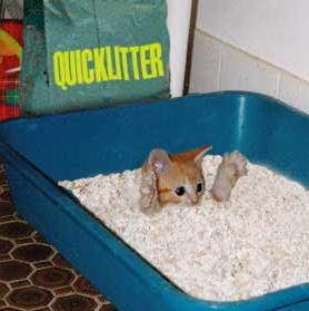 cat litter.jpg