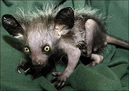 неведомая зверюшка)))