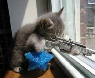 normal_killerkitty.jpg