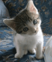 11103402811303bx.gif