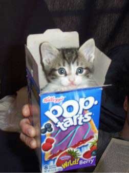 102Funny-Cute-Cat-Kitten-Pop-Tarts-Picture.jpg