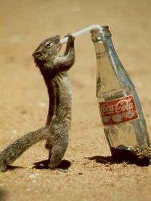 1Funny-Squirell-Drinking-Coke-From-Straw-Picture-FunFry_com.jpg