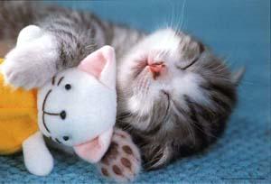 cutekitn.jpg