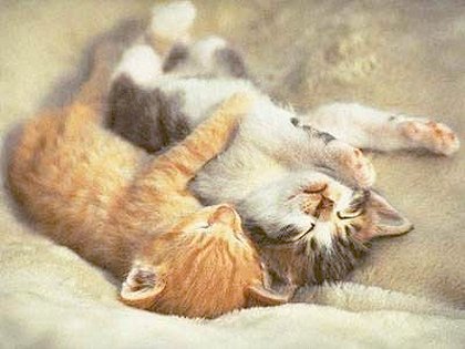 1_kittens.jpg