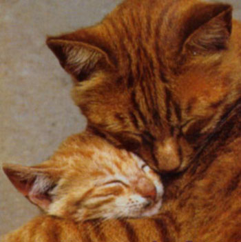 hug_a_cat.jpg