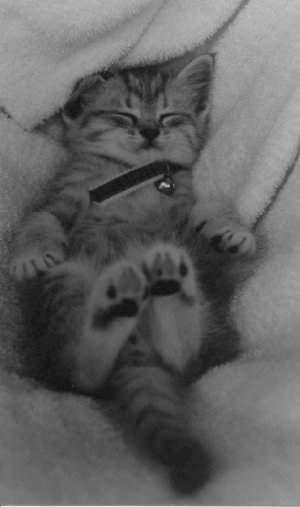 kitten0oo.jpg