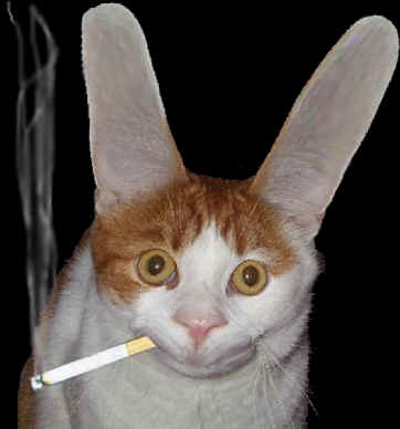 Cat_mad.JPG