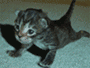 av_1124608133.gif