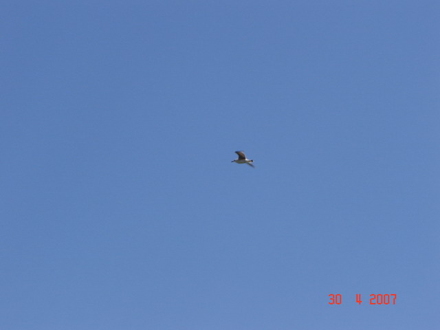 DSC03443.jpg