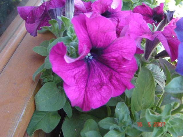 DSC01966.JPG