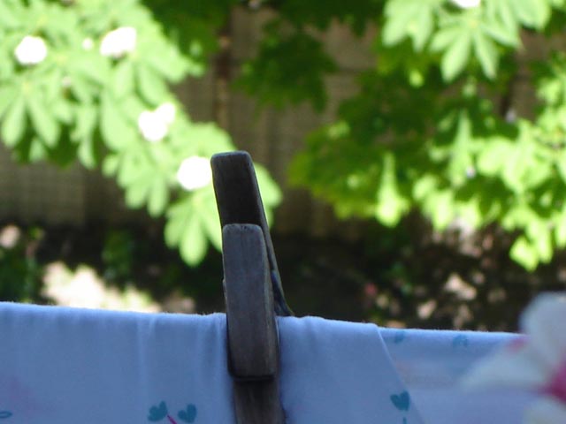 DSC02017.JPG
