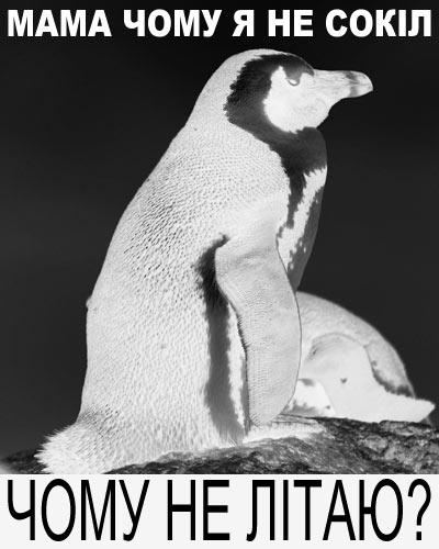 falcon.jpg