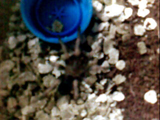 Brachypelma Smithi