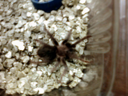 Brachypelma Albopilosum